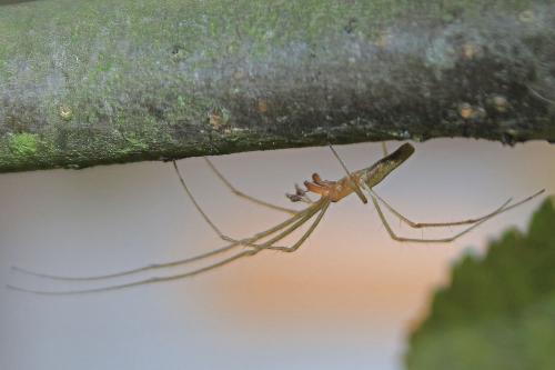 Tetragnatha sp.